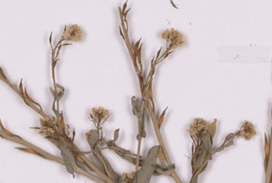APII jpeg image of Myagrum perfoliatum  © contact APII