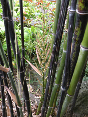 APII jpeg image of Phyllostachys nigra  © contact APII