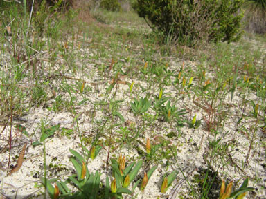 APII jpeg image of Lachenalia reflexa  © contact APII