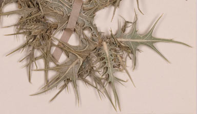 APII jpeg image of Scolymus maculatus  © contact APII