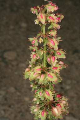 APII jpeg image of Rumex pulcher  © contact APII