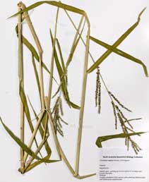 APII jpeg image of Urochloa mutica  © contact APII