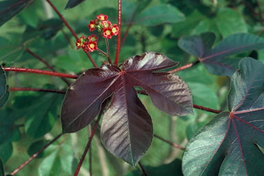 APII jpeg image of Jatropha gossypiifolia  © contact APII