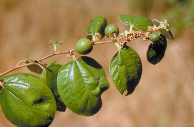 APII jpeg image of Ziziphus mauritiana  © contact APII