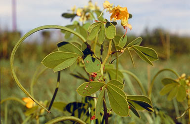 APII jpeg image of Senna obtusifolia  © contact APII