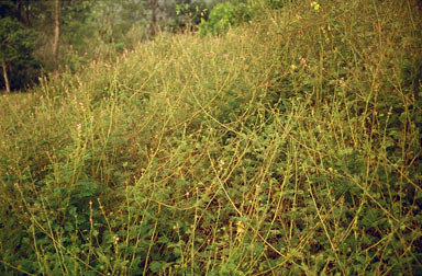 APII jpeg image of Mimosa diplotricha  © contact APII