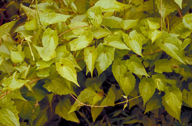 APII jpeg image of Mikania micrantha  © contact APII
