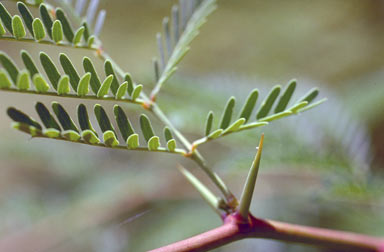 APII jpeg image of Prosopis limensis  © contact APII