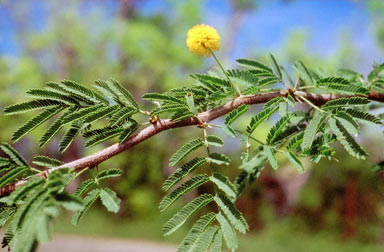 APII jpeg image of Vachellia nilotica  © contact APII