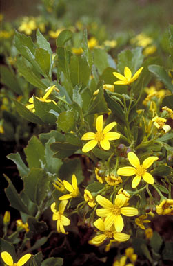 APII jpeg image of Chrysanthemoides monilifera subsp. monilifera  © contact APII