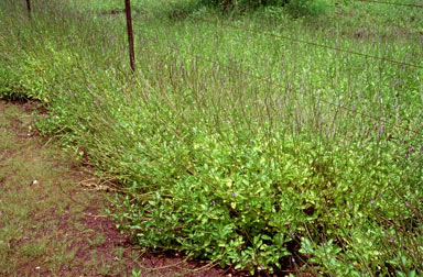 APII jpeg image of Stachytarpheta jamaicensis  © contact APII