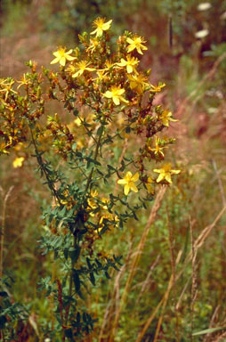 APII jpeg image of Hypericum perforatum  © contact APII