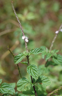 APII jpeg image of Stachytarpheta australis  © contact APII