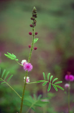 APII jpeg image of Mimosa diplotricha  © contact APII