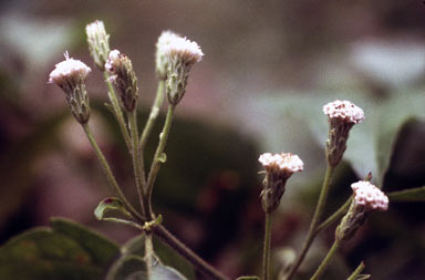 APII jpeg image of Chromolaena odorata  © contact APII