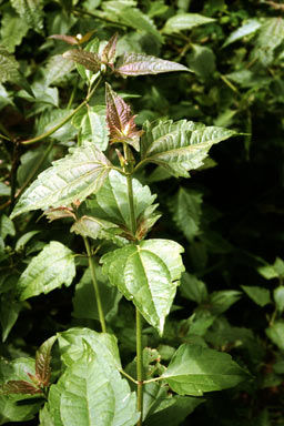 APII jpeg image of Chromolaena odorata  © contact APII