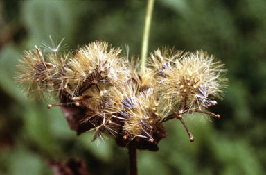 APII jpeg image of Chromolaena odorata  © contact APII