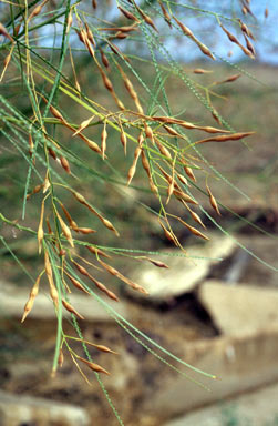 APII jpeg image of Parkinsonia aculeata  © contact APII