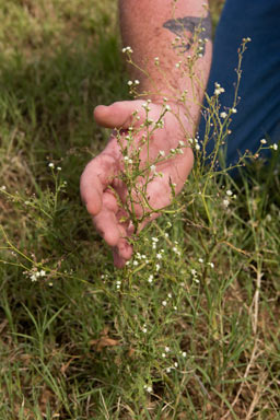 APII jpeg image of Parthenium hysterophorus  © contact APII