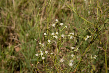 APII jpeg image of Parthenium hysterophorus  © contact APII