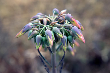 APII jpeg image of Bryophyllum delagoense  © contact APII