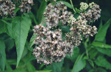 APII jpeg image of Austroeupatorium inulaefolium  © contact APII