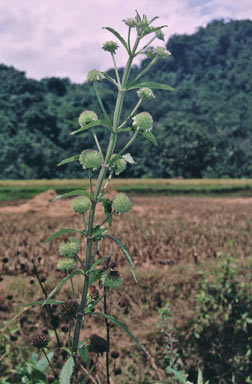 APII jpeg image of Hyptis capitata  © contact APII