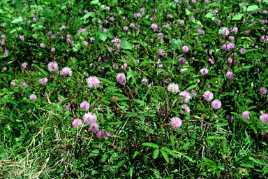 APII jpeg image of Mimosa pudica  © contact APII