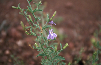 APII jpeg image of Goodenia azurea subsp. hesperia  © contact APII