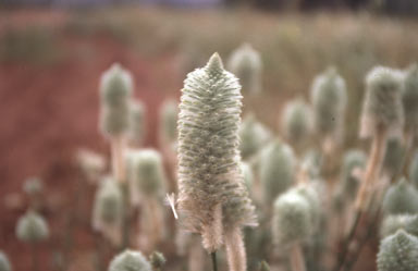 APII jpeg image of Ptilotus macrocephalus  © contact APII