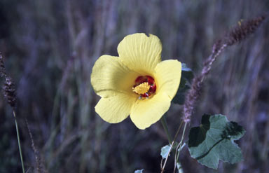 APII jpeg image of Hibiscus apodus  © contact APII