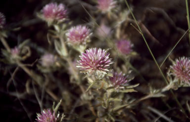 APII jpeg image of Gomphrena canescens subsp. canescens  © contact APII