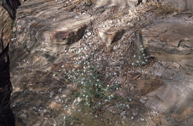 APII jpeg image of Gomphrena brachystylis subsp. brachystylis  © contact APII