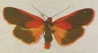 Scoliacma bicolora