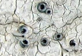 Conotrema urceolatum