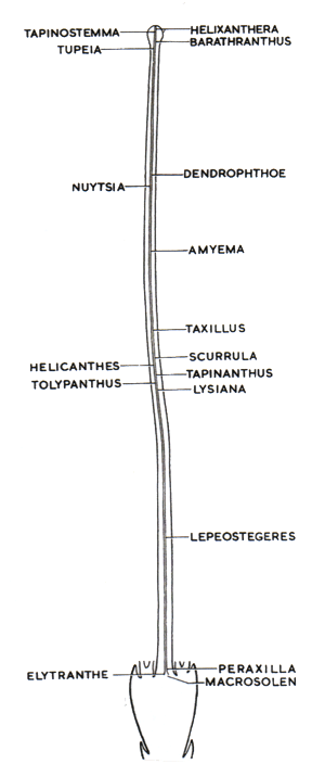 evolutionary sequence