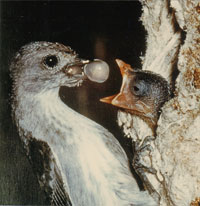 Mistletoe Bird