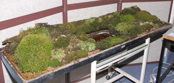 moss garden