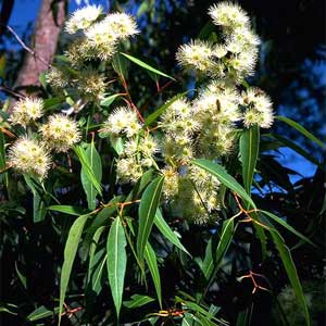 Corymbia gummifera