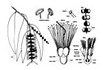 Melaleuca leucadendra