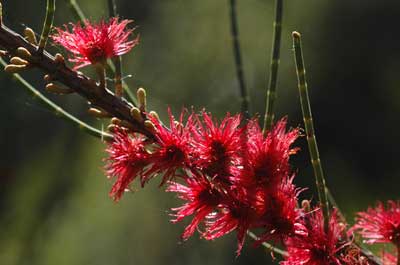 Allocasuarina lehmanniana