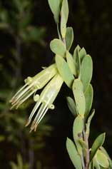 Styphelia triflora