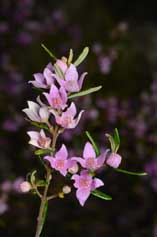 Boronia forsteri