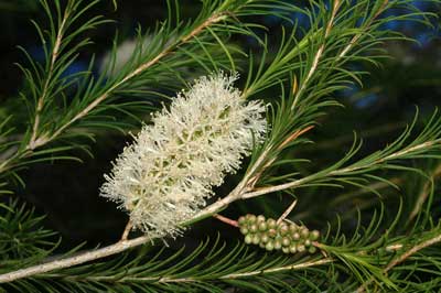 Melaleuca armilaris