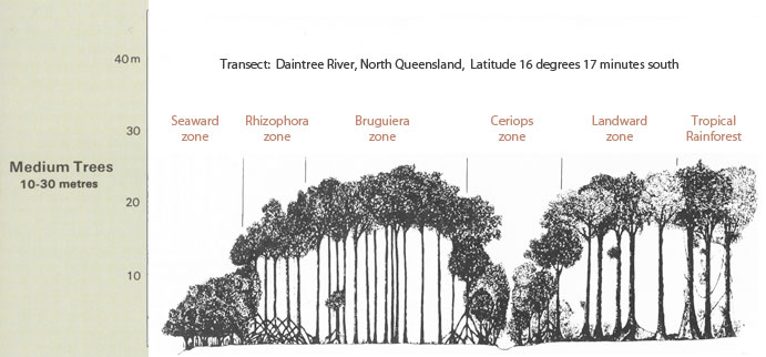 Mangroves Daintree structure