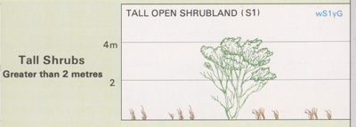 Tall Open Shrubland structure