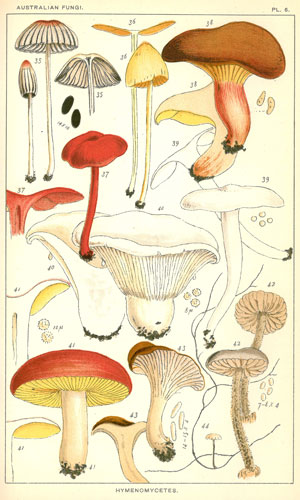 Cooke plate 6 of Australian fungi