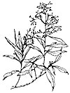 Duboisia myoporoides