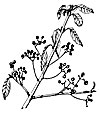 Euonymus europaeus