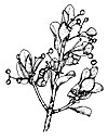 Euonymus japonicus